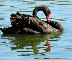 Black Swan 