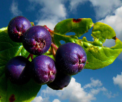 BEEREN