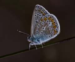 Kelebek