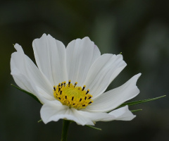 cosmos