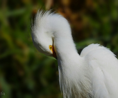 Ardea alba