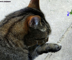 Cat's lick ;)