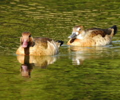 Ducks Migratory