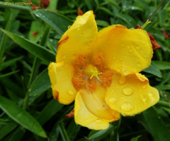 Gelbe Blüte