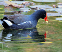 Narciso 