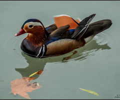 Mandarin ördeği - Mandarin Duck