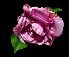 BLÜTE