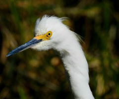 Unkempt