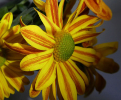 Blüten