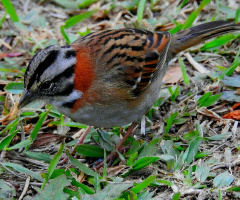 Little bird