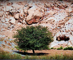 One tree