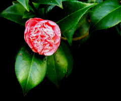 Camelia