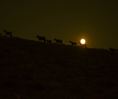 bir gece