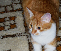 Katze
