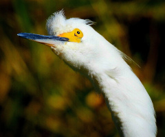 Great Egret 