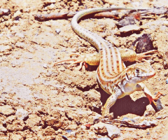Gecko
