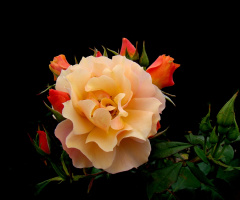 BLÜTEN