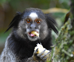 Sagui