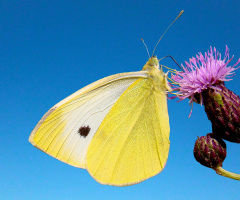 BLÜTE MIT BESUCH