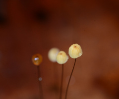 mushroom