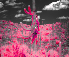 Cottoncandy Fields