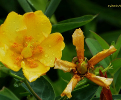 Gelbe Blüte