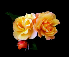BLÜTEN