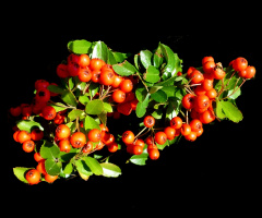 BEEREN