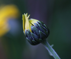 A flower button copy