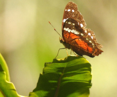Borboleta 