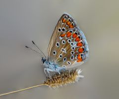 Kelebek