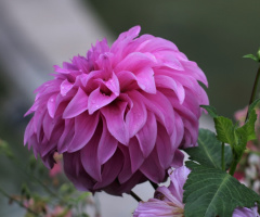 One pink