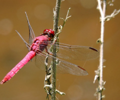 Red Dragonfly