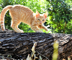Cat Tree