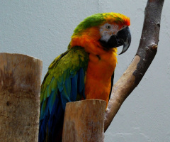 Papagei