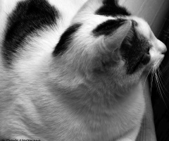 Nachbars Katze