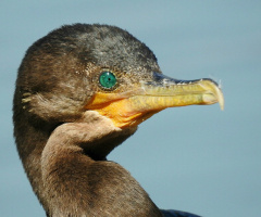 Green eyes 