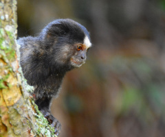 Sagui