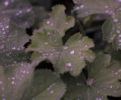 On a rainy summer day