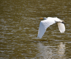 Great Egret
