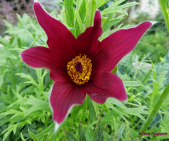 Blüte
