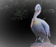 Dalmatian Pelican