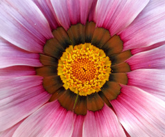 Macro 
