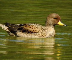 Migratory Duck