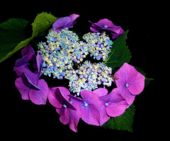 BLÜTEN