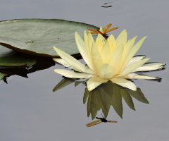 Reflexo