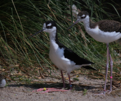 Birds meeting