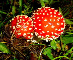 FLIEGENPILZE
