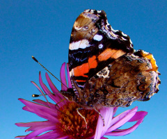 SCHMETTERLING