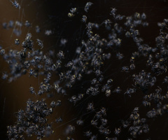 baby spiders